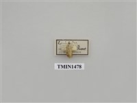 藏品(尺蠖蛾科)的圖片